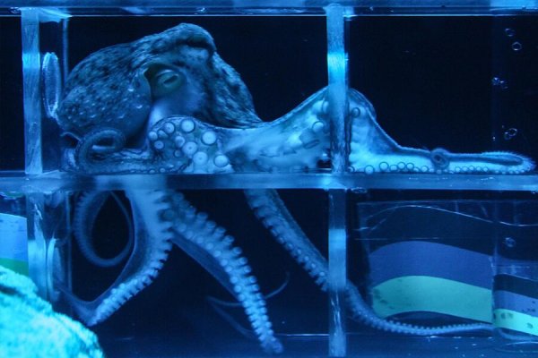 Кракен сайт 1kraken me