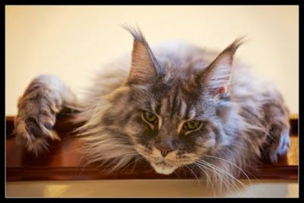 Где купить наркотиков