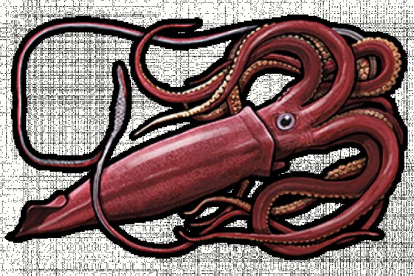 Kraken площадка